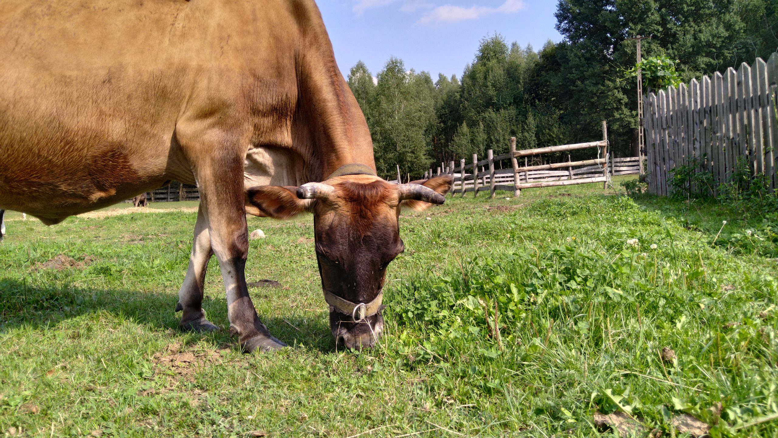 Ser Kiturycki Jersey świeży w krążku 240g z czosnkiem kolorowym - obrazek 5