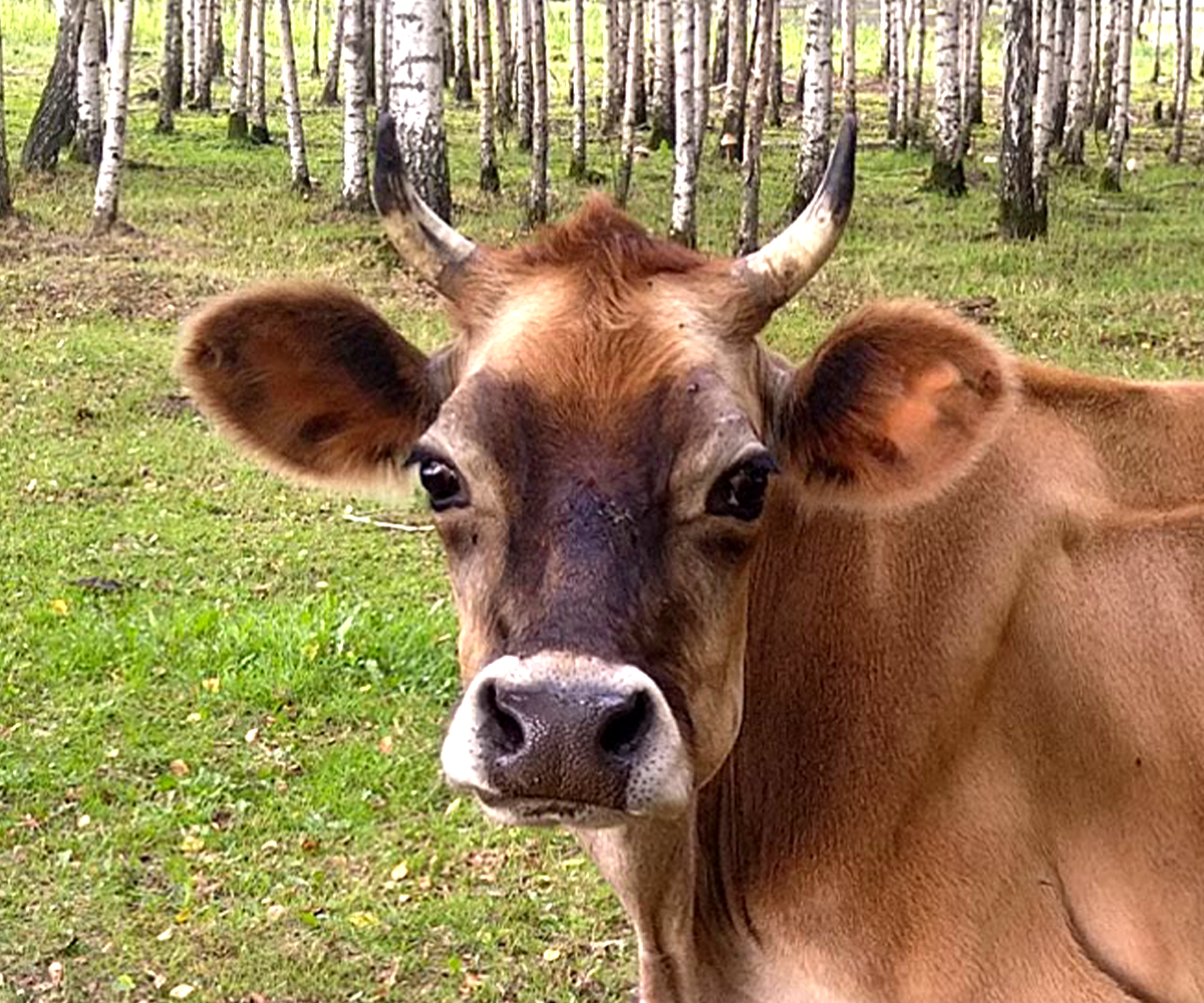 Ser Kiturycki Jersey świeży w krążku 240g z czosnkiem kolorowym - obrazek 3