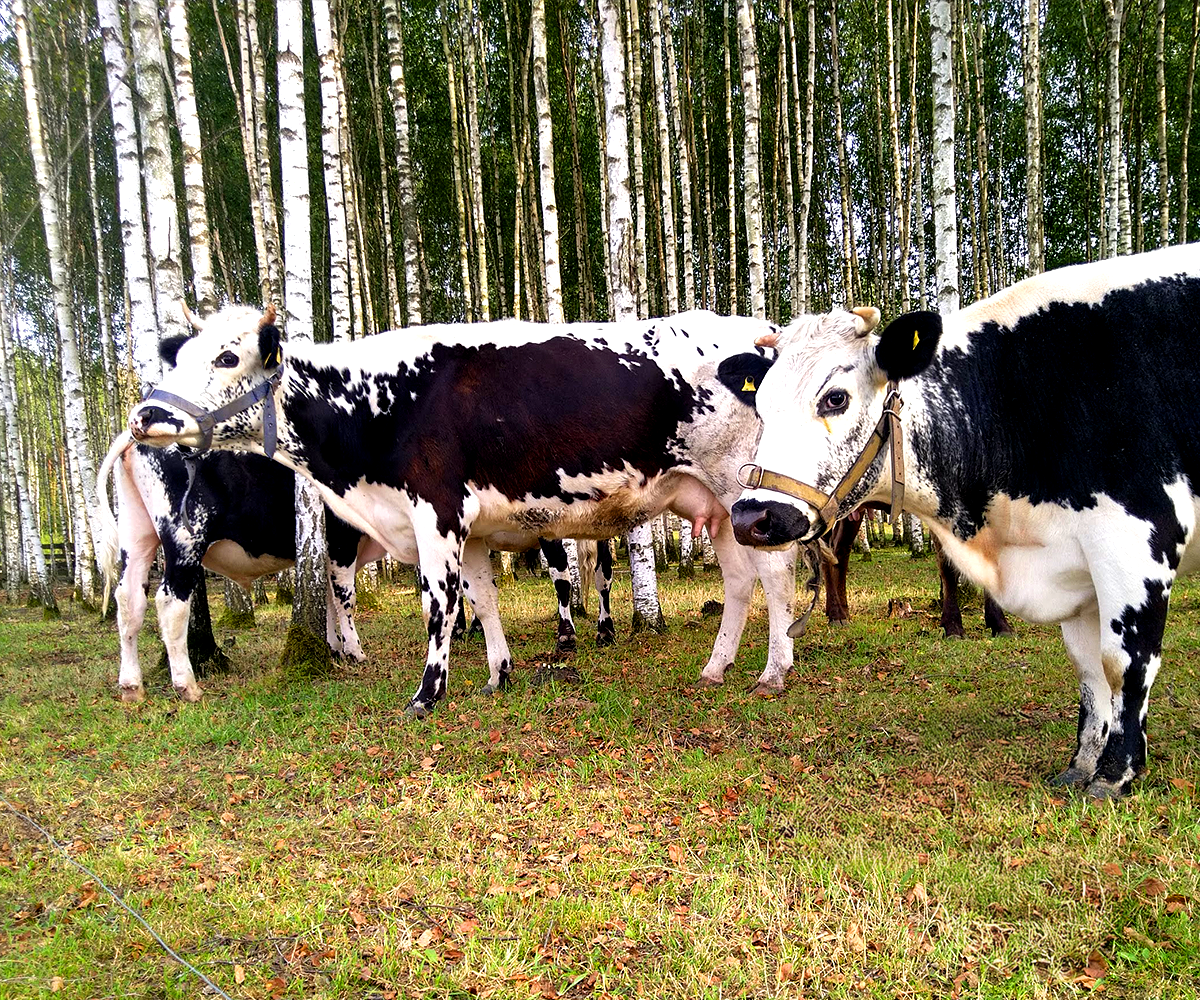 Ser Kiturycki świeży w krążku 360g czosnek kolorowy - obrazek 2
