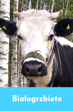 Z mleka krów Białogrzbietych