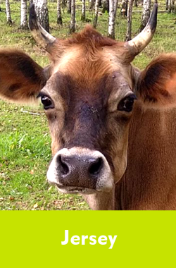 Z mleka A2 krów Jersey