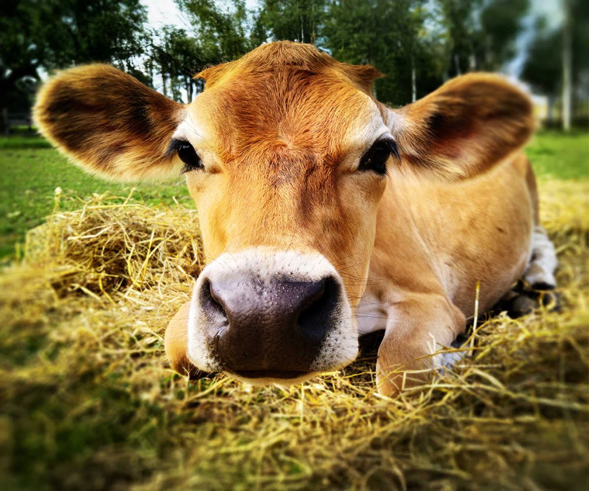 Ser Kiturycki Jersey świeży w krążku 240g z czosnkiem kolorowym - obrazek 4